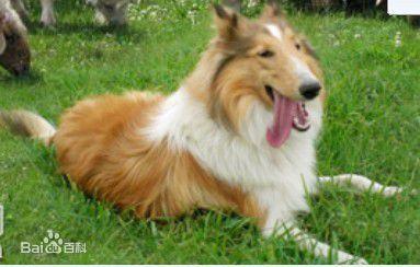 蘇格蘭牧羊犬圖集