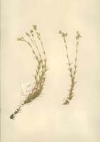 石米努草 石米努草