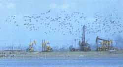 紅海灘自然保護區 紅海灘自然保護區