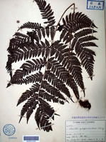 亮鱗肋毛蕨 亮鱗肋毛蕨