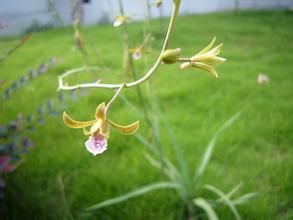 單花美冠蘭 單花美冠蘭