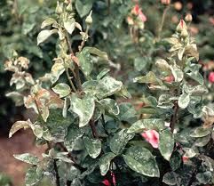 薔薇單絲殼 薔薇單絲殼