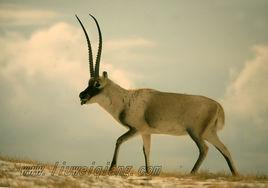 藏羚羊跪拜 藏羚羊跪拜