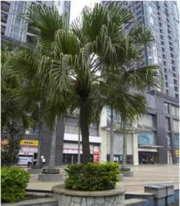 信和愛琴居小區 信和愛琴居小區