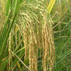 D優二零二 D優二零二