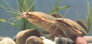 蟾鬍子鯰 蟾鬍子鯰