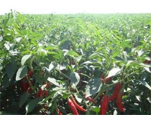 地海椒屬 地海椒屬