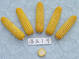 洛玉1號 洛玉1號