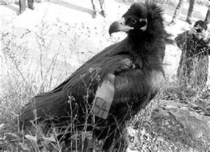 阿根廷巨鳥 阿根廷巨鳥