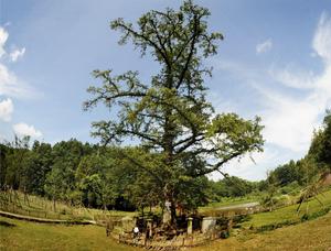 利川水杉 利川水杉