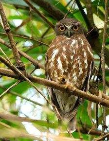 鷹鴞斯里蘭卡亞種 鷹鴞斯里蘭卡亞種