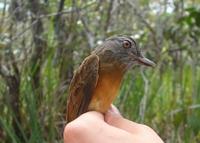 桔黃腹阿蒂霸鶲 桔黃腹阿蒂霸鶲