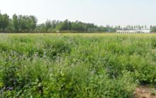 鄭州普蘭斯薰衣草莊園