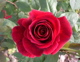 墨紅[朱墨雙輝]