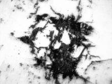 絮狀石墨放大800倍