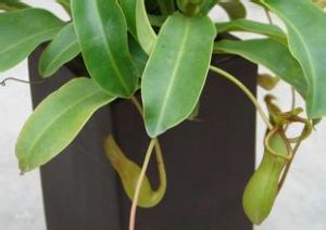 有球莖亞屬 有球莖亞屬