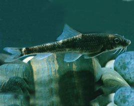 短身鰍鮀 短身鰍鮀