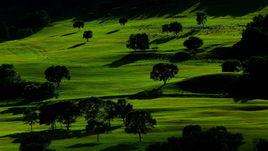 綠色草原牧場 綠色草原牧場