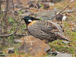 勺雞克什米爾亞種 勺雞克什米爾亞種