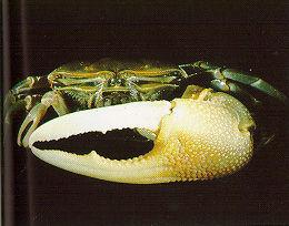 羊角招潮蟹 羊角招潮蟹