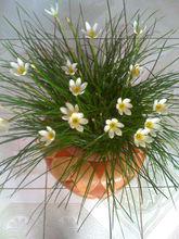 韭菜蓮圖片欣賞