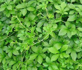 七葉絞股藍 七葉絞股藍