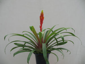 幸運星鳳梨 幸運星鳳梨