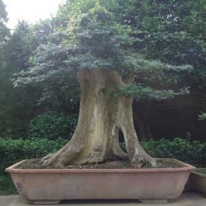 白蠟盆景 白蠟盆景