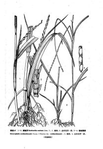 假蛇尾草（原變種）