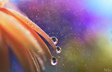 水滴的“花花”世界