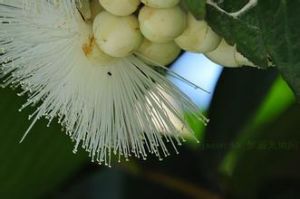 闊葉蒲桃 闊葉蒲桃