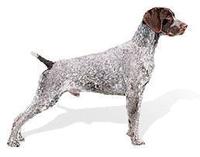 德國短毛指示獵犬 德國短毛指示獵犬