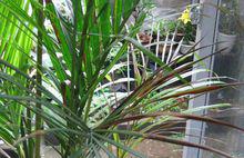 鳳尾竹[簕竹屬孝順竹的變種]