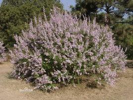 什錦丁香 什錦丁香