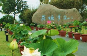 荷香隨風城市休閒公園