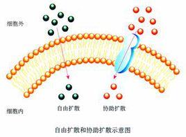 被動擴散 被動擴散