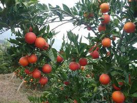 玫瑰血橙苗 玫瑰血橙苗