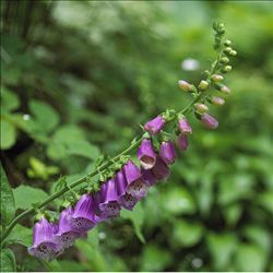 茄葉地黃 茄葉地黃