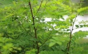 刺毛細指苔 刺毛細指苔