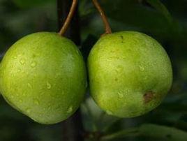 夏清[蘇鑒果201508]