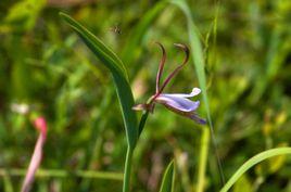 普西拉科雷蘭 普西拉科雷蘭