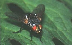 蠶飾腹寄蠅 蠶飾腹寄蠅