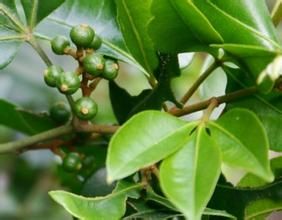 腎葉茴芹 腎葉茴芹