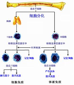 免疫細胞起源與分化