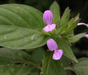 九頭獅子草屬 九頭獅子草屬