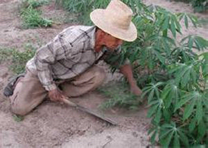 農民在收割木薯