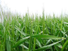 東台永豐林農業生態園4高清大圖