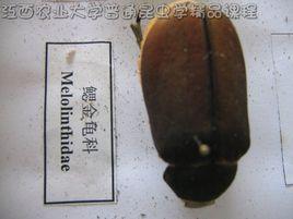 鰓金龜科 鰓金龜科