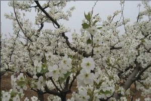 陵上新村 陵上新村