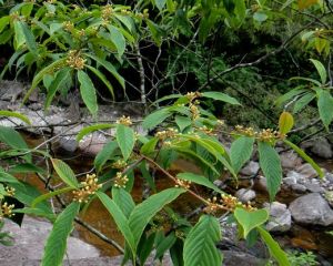 兩色凍綠(變種) 兩色凍綠(變種)